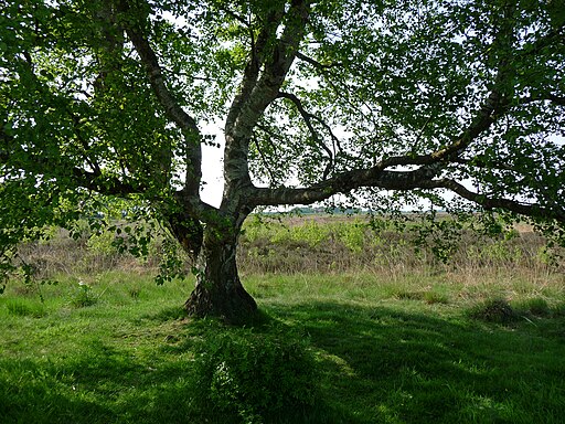 Landschap3